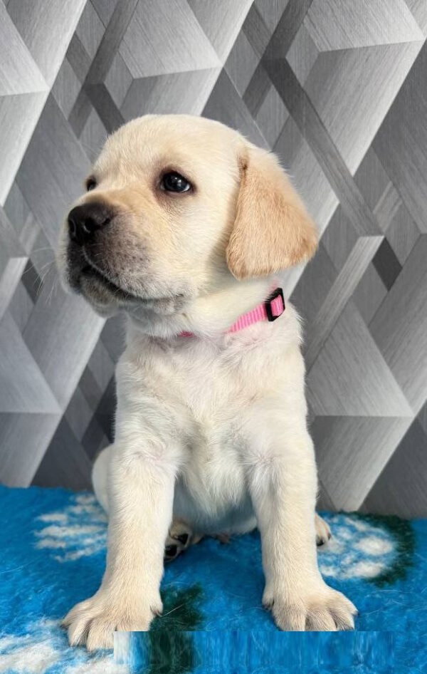 Chaplin Labrador Retriever