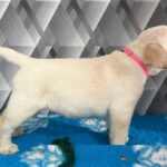 Chaplin-male-labrador-retriver-puppy-for-sale-1 (3)