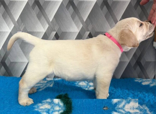 Chaplin Labrador Retriever