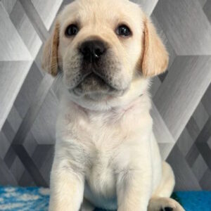 Chaplin Labrador Retriever