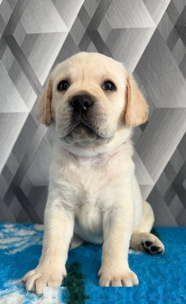 Chaplin Labrador Retriever