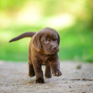 Charlotte Labrador Retriever