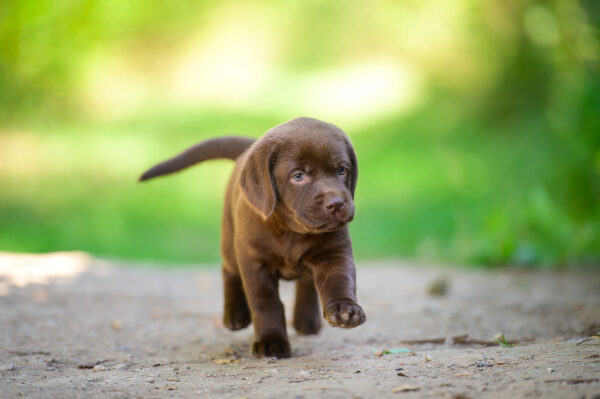 Charlotte Labrador Retriever