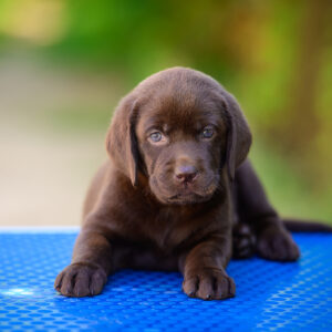 Charlotte Labrador Retriever