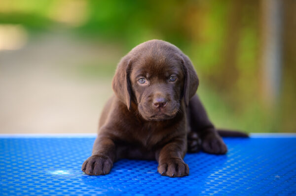 Charlotte Labrador Retriever