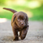Charlotte-female-labrador-retriver-puppy-for-sale-1 (4)