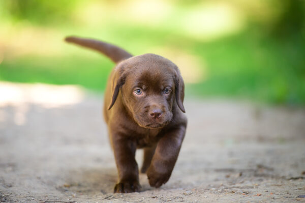 Charlotte Labrador Retriever