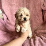 Mars Maltipoo