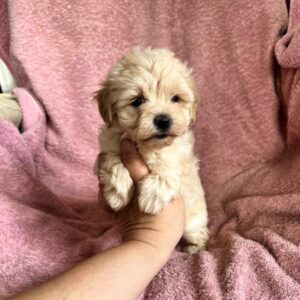 Charmys Maltipoo