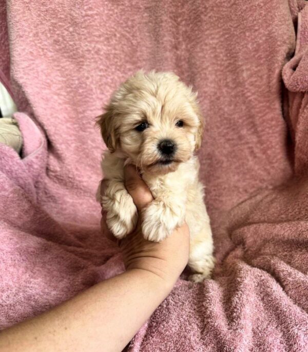 Charmys Maltipoo Charmys Maltipoo