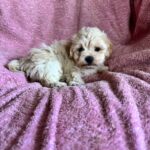 Charmys-male-Maltipoo-puppy-for-sale-2