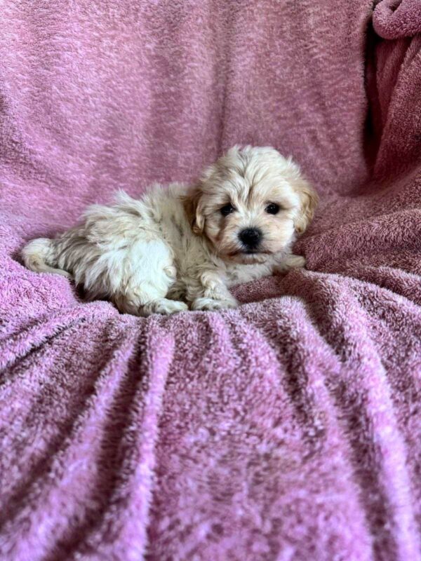 Charmys Maltipoo Charmys Maltipoo
