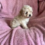 Charmys-male-Maltipoo-puppy-for-sale-4