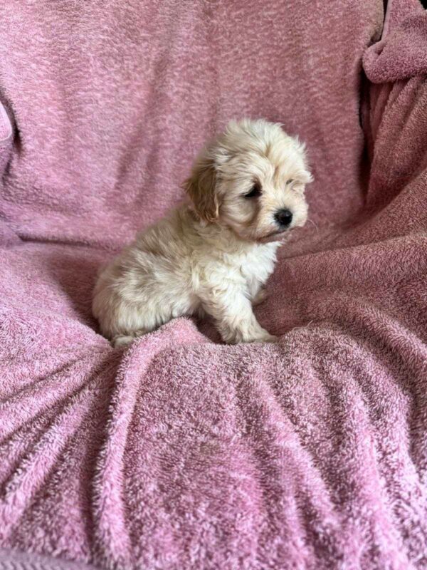 Charmys Maltipoo Charmys Maltipoo