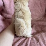 Charmys-male-Maltipoo-puppy-for-sale-5