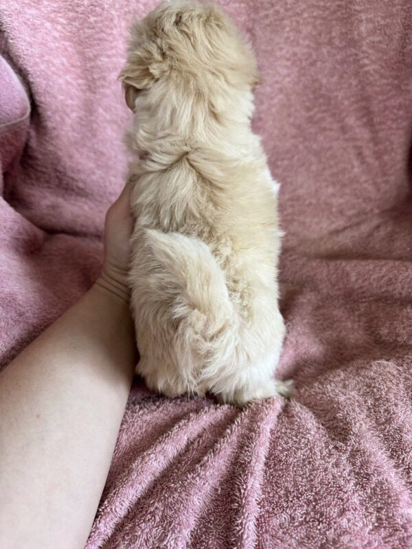 Charmys Maltipoo Charmys Maltipoo