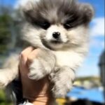 Cheys-male-Pomeranian puppy-for-sale-1