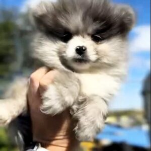 Cheys Pomeranian