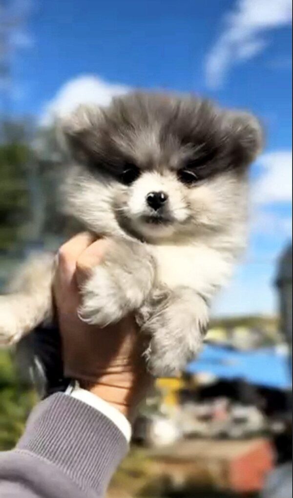 Cheys Pomeranian