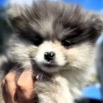 Cheys-male-Pomeranian puppy-for-sale-2