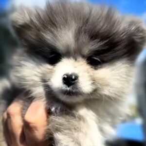 Cheys Pomeranian