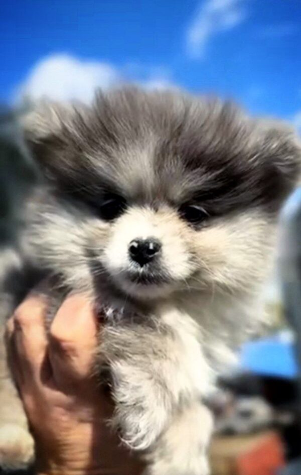 Cheys Pomeranian