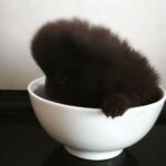Chibo-male-pomeranian-puppy-for-sale-1 (1)