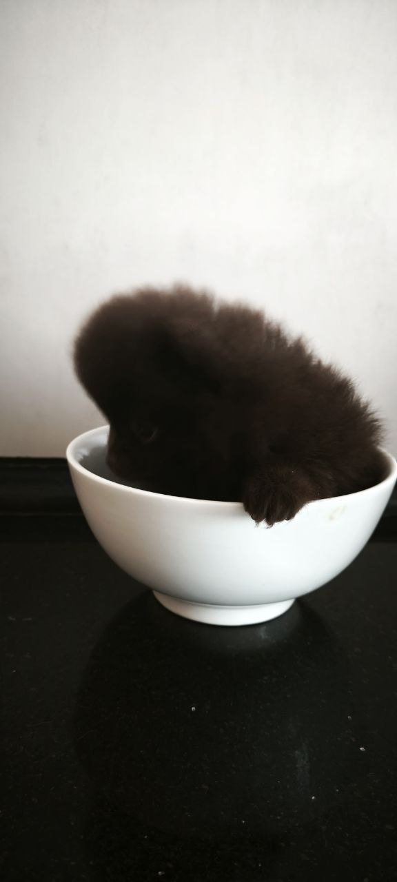 Chibo Pomeranian