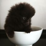 Chibo-male-pomeranian-puppy-for-sale-1 (5)