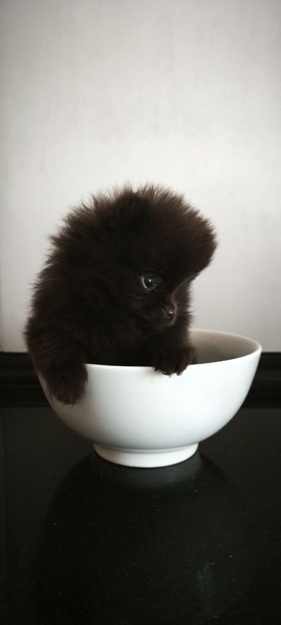 Chibo Pomeranian