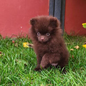 Chibo Pomeranian