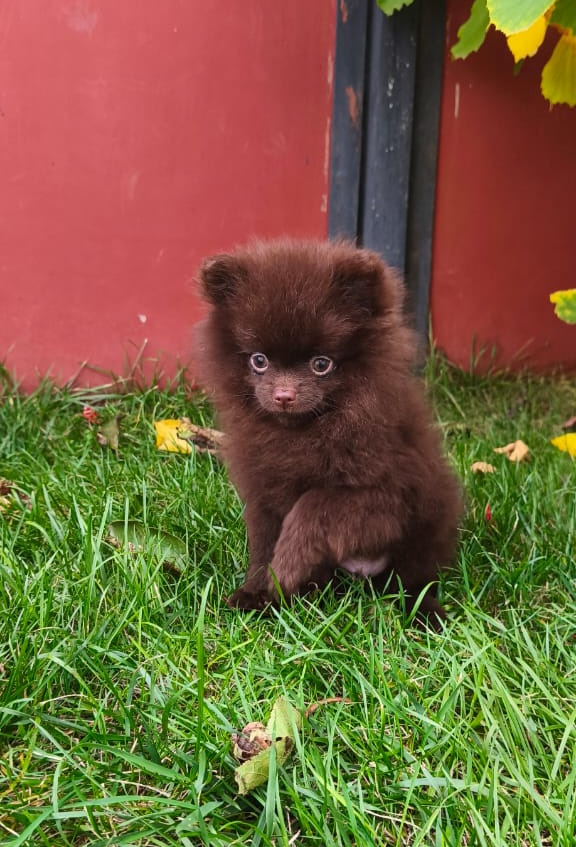 Chibo Pomeranian