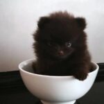 Chibo-male-pomeranian-puppy-for-sale-1 (7)