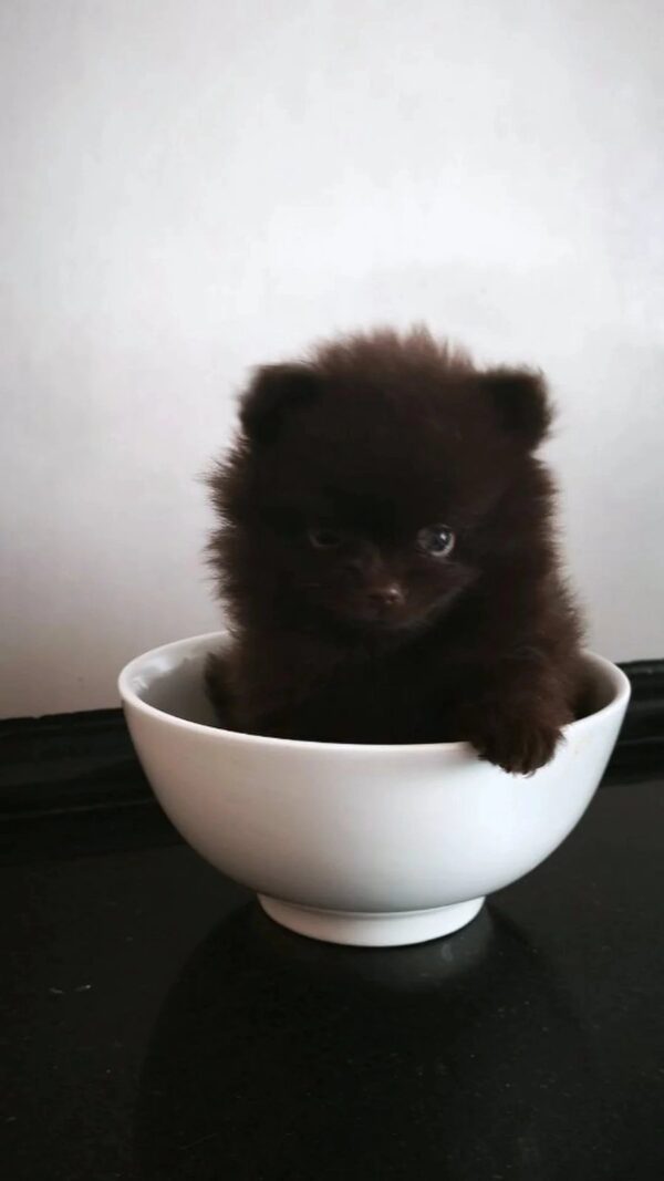 Chibo Pomeranian