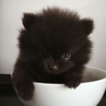 Chibo-male-pomeranian-puppy-for-sale-1 (8)