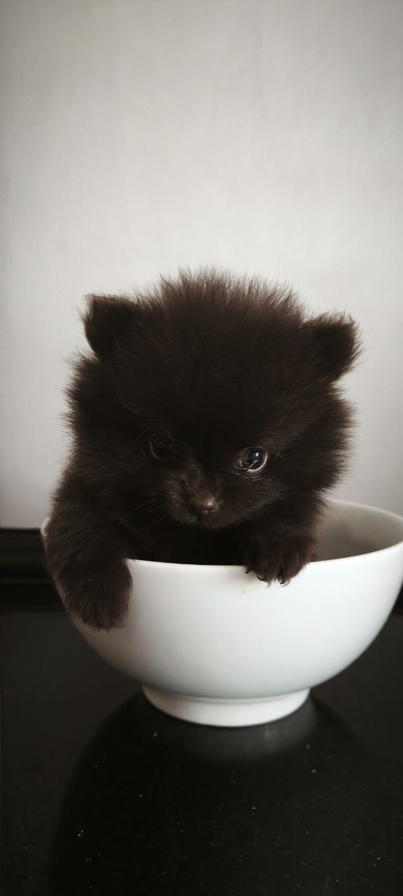 Chibo Pomeranian