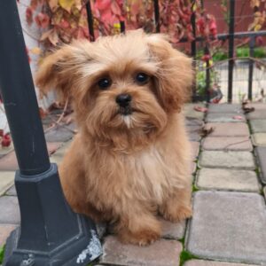 Chico Maltipoo