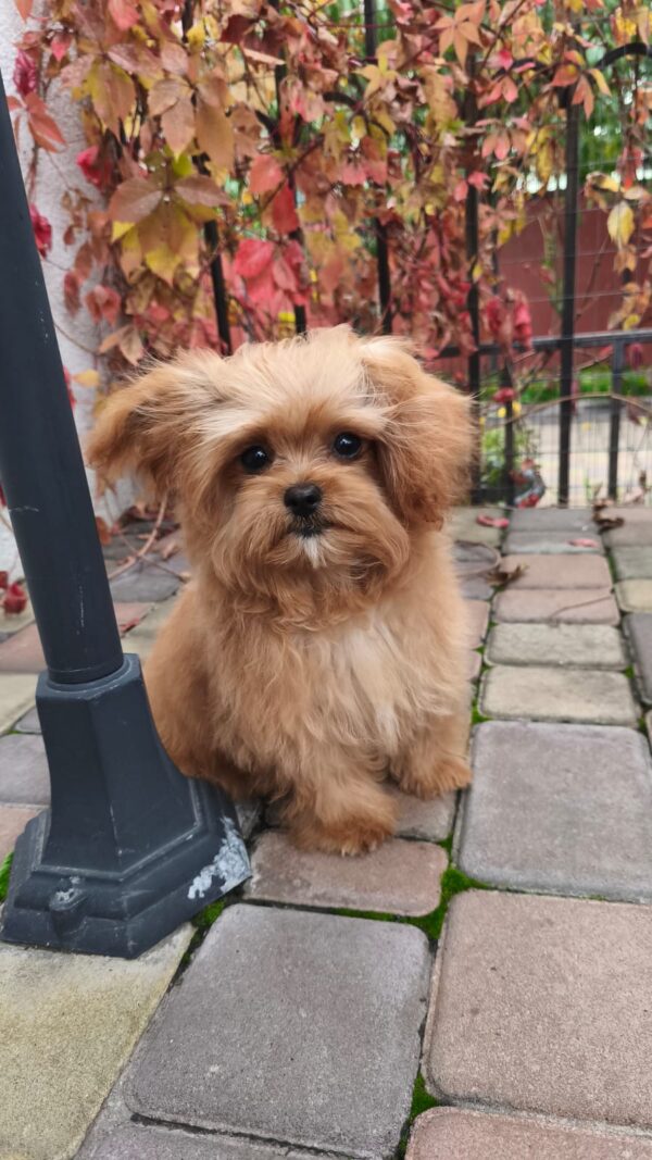 Chico Maltipoo