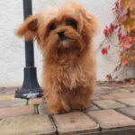 Chico-male-maltipoo-puppy-for-sale-1 (2)