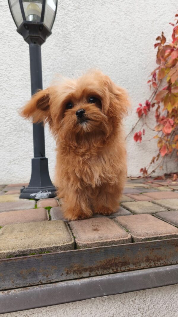 Chico Maltipoo