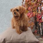 Chico-male-maltipoo-puppy-for-sale-1 (3)