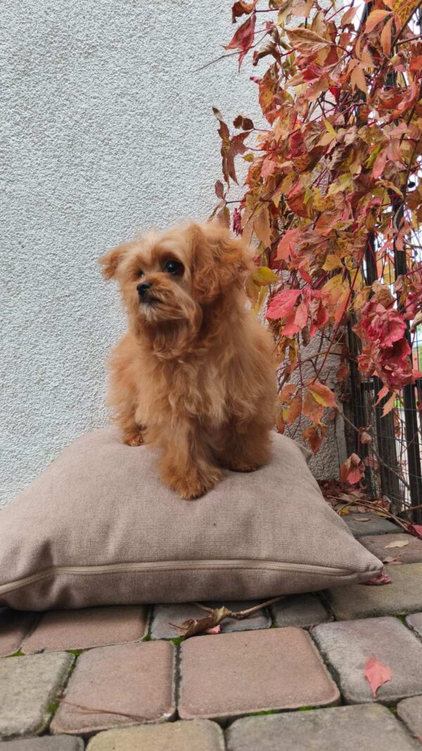 Chico Maltipoo