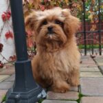 Chico-male-maltipoo-puppy-for-sale-1 (6)