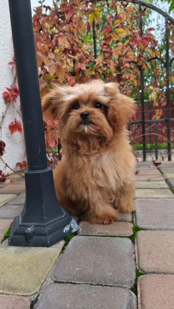 Chico Maltipoo