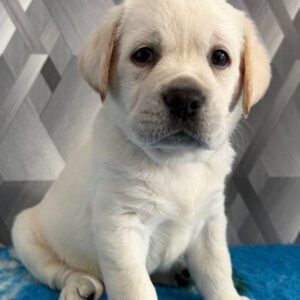 Chivas Labrador Retriever