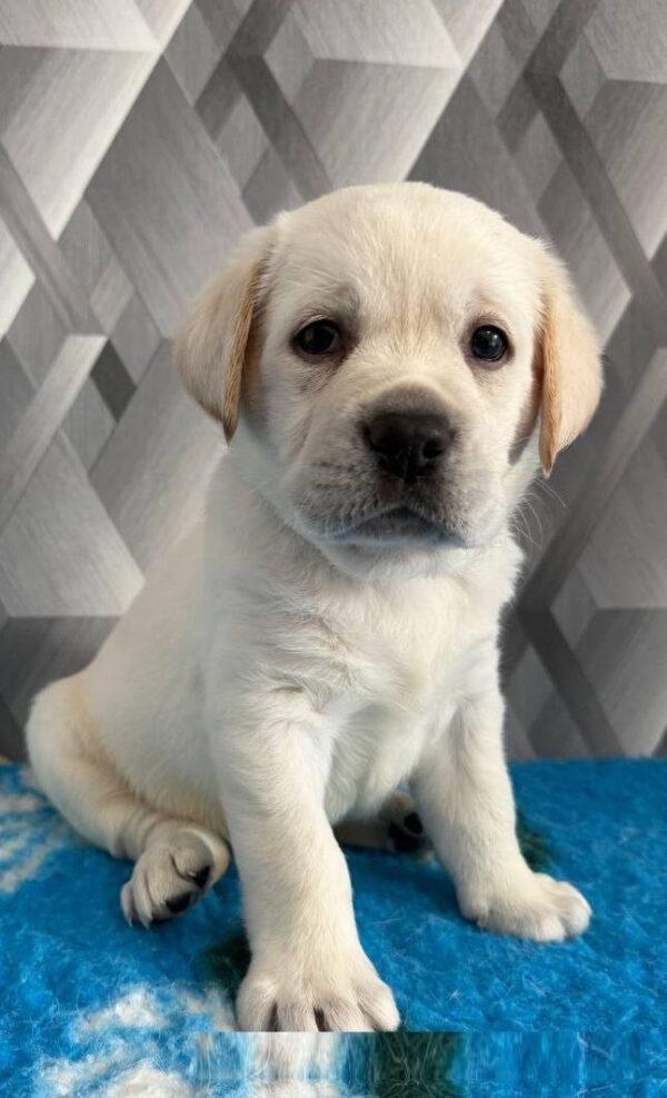 Chivas Labrador Retriever
