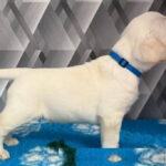 Chivas-male-labrador-retriver-puppy-for-sale-1 (2)