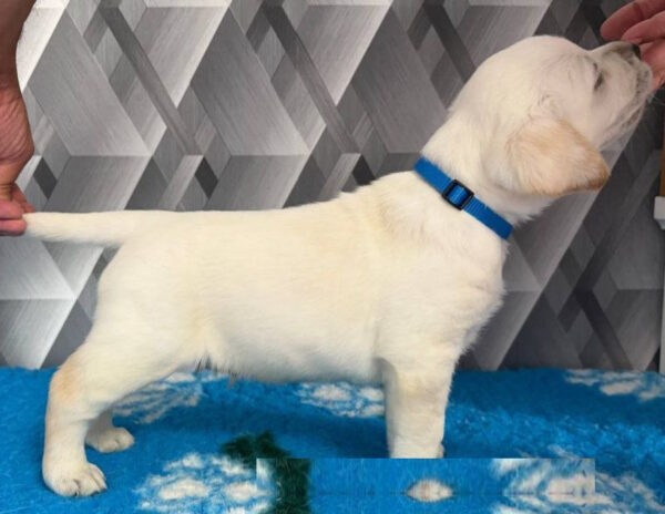 Chivas Labrador Retriever