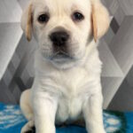 Chivas-male-labrador-retriver-puppy-for-sale-1 (3)