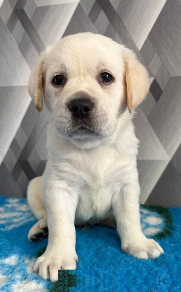 Chivas Labrador Retriever